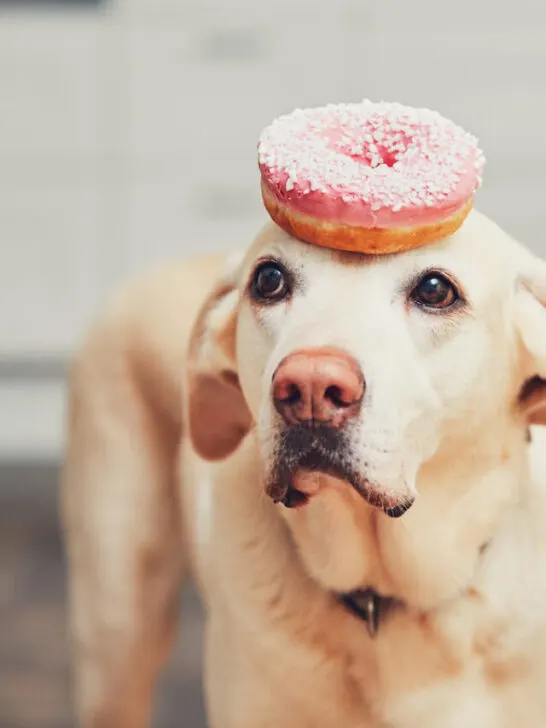 a dog with a donut on top of its head