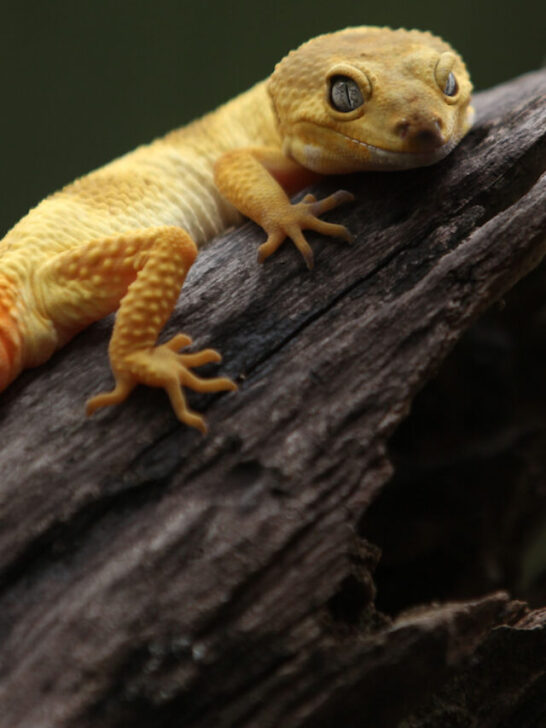 common gecko with a bright orange tail