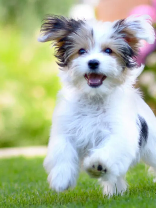 cute little white puppy cheerfully running