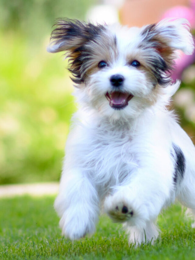 117+ Cute Food Inspired Dog Names