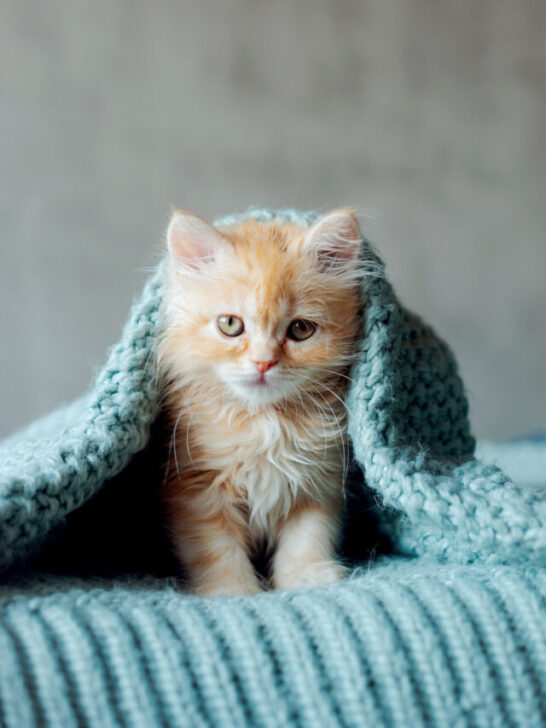 little cute kitten under the blanket - ss230907