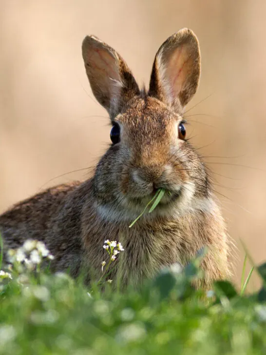 wild rabbit while eating a blade of grass, blurred background - ss230929
