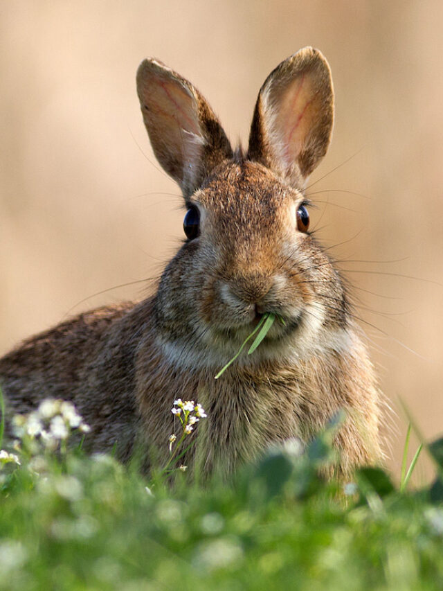 Can You Raise a Wild Rabbit?