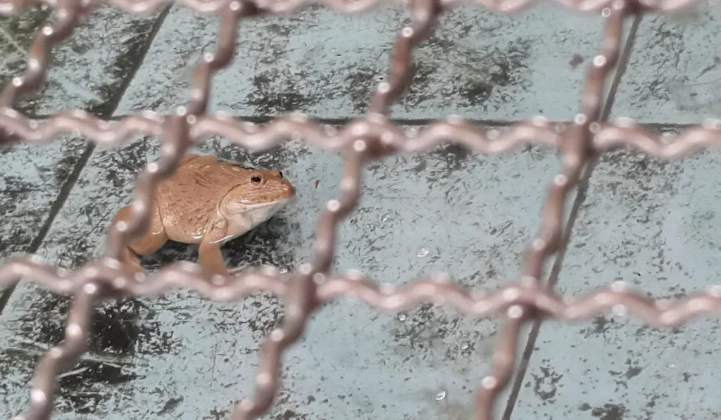 frog in cage
