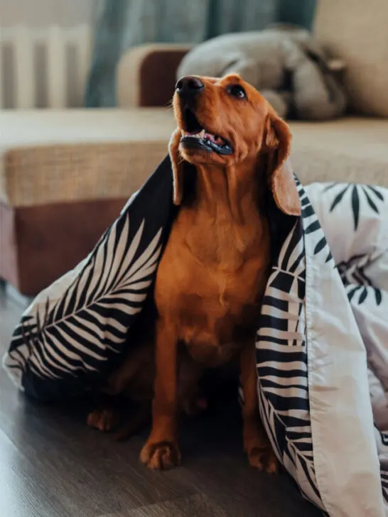 A brown dog covered with a blanket in the living room